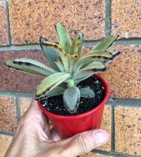 Load image into Gallery viewer, Kalanchoe tomentosa &#39;Golden Girl&#39;