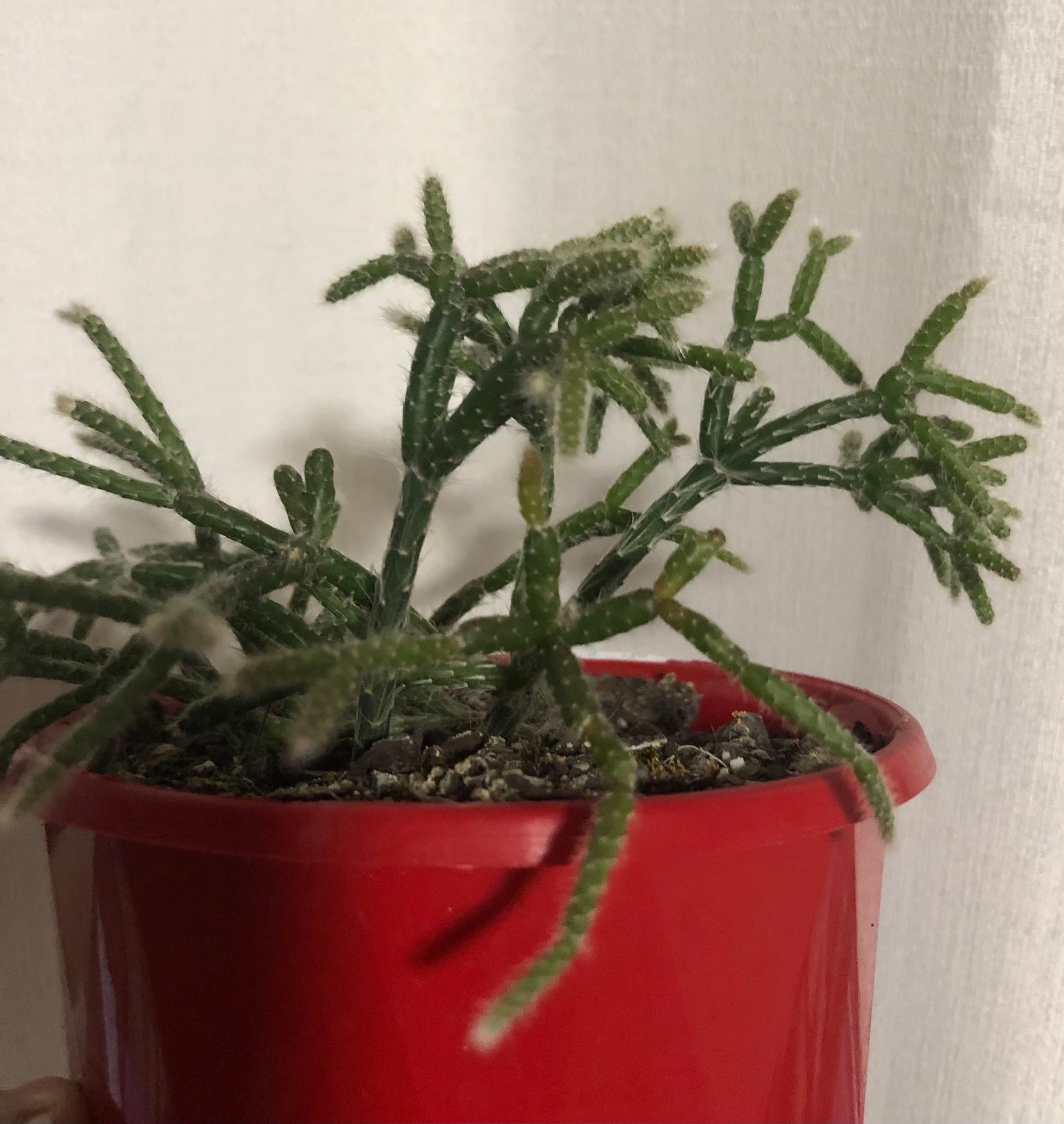 succulent hairy Rhipsalis pilocarpa Hairy legs