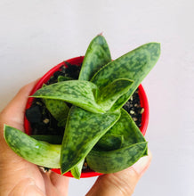 Load image into Gallery viewer, Gasteraloe Marble Queen