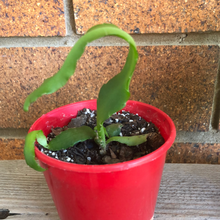 Load image into Gallery viewer, Epiphyllum quatemalense v. monstrose (Curly Sue)