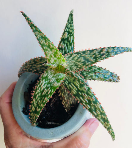 Aloe 'Pink Blush'