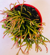 Load image into Gallery viewer, Rhipsalis floccosa