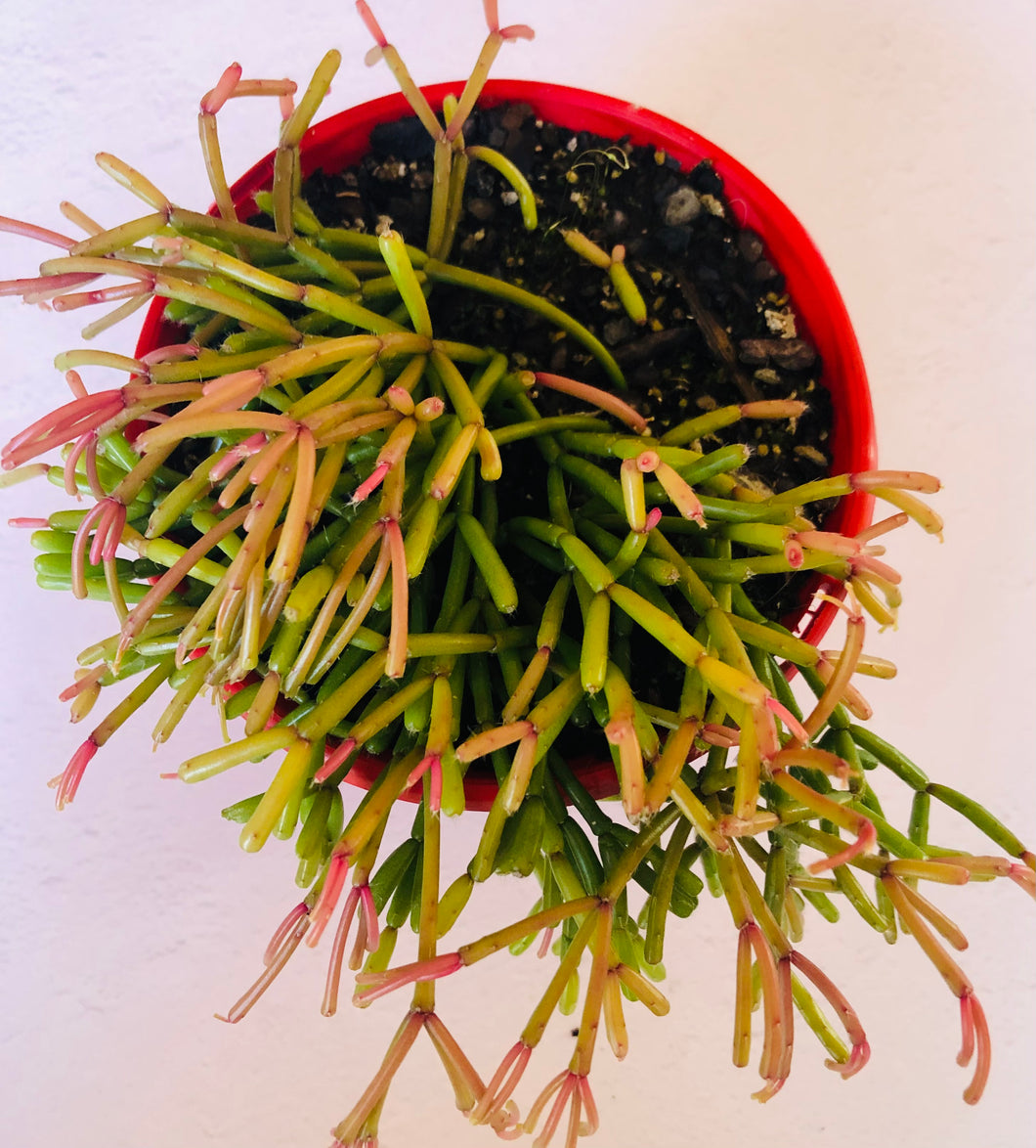 Rhipsalis floccosa