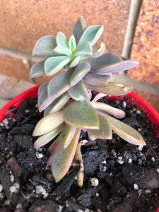 Graptoveria cygnus
