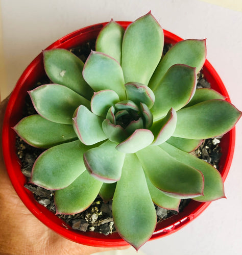 Echeveria apus