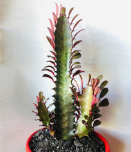 Load image into Gallery viewer, Euphorbia trigona purpurea