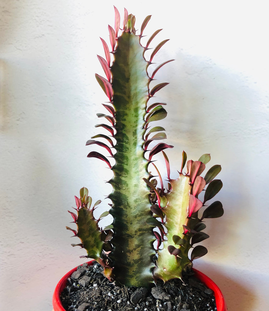 Euphorbia trigona purpurea