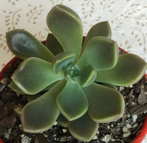 Graptoveria pallas