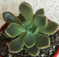 Graptoveria pallas