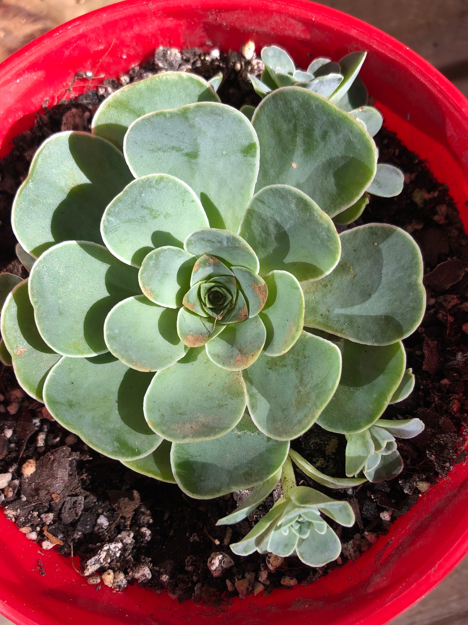 green rose bud succulent The Succulent Garden :: Greenovia aurea