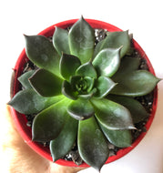 Echeveria Black Prince