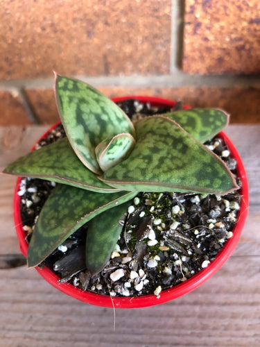 Gasteraloe 'Marble Queen'