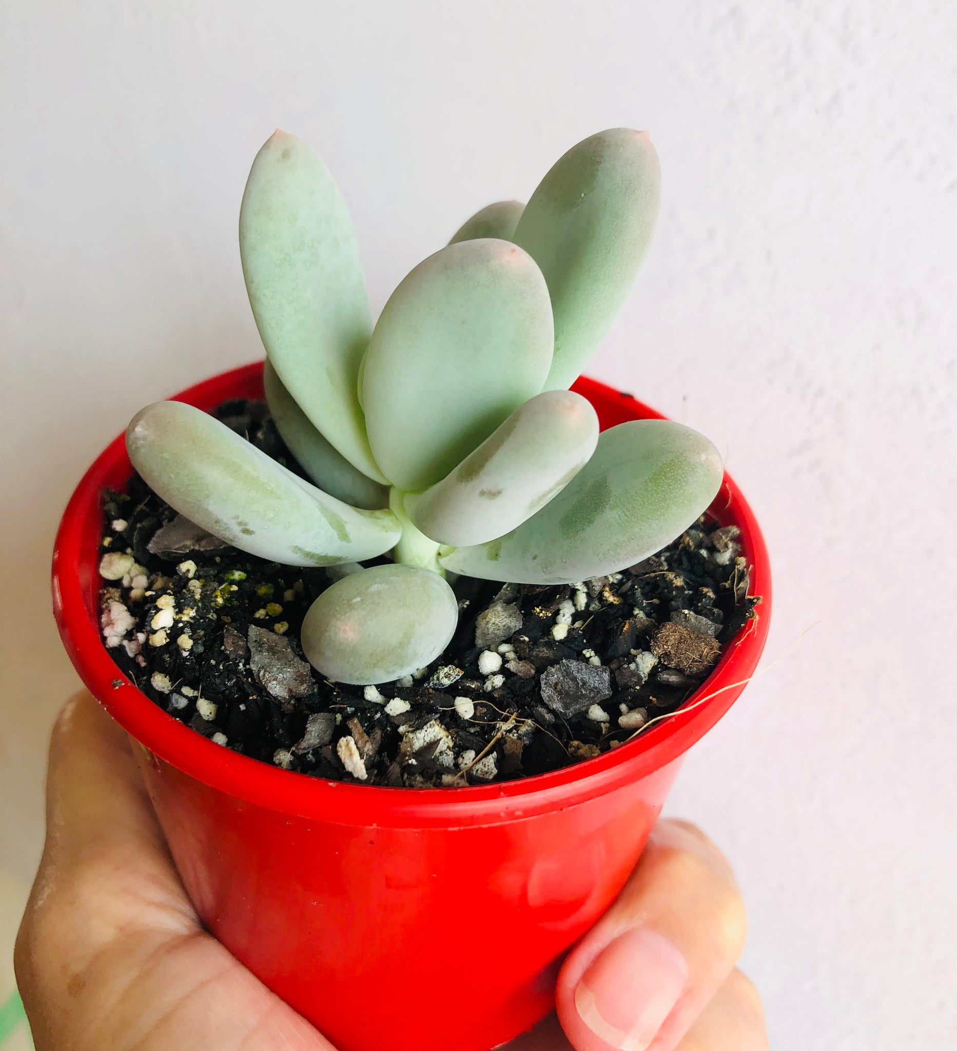 green moonstone succulent The Succulent Garden :: Pachyphytum oviferum