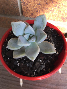 Graptopetalum Ghost Plant