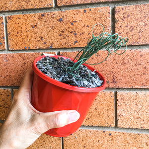 Albuca Spiralis