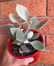 Load image into Gallery viewer, Kalanchoe bracteata 'Silver Spoons'
