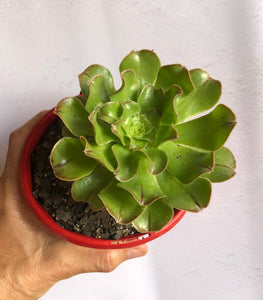 Aeonium atropurpureum Lime Green