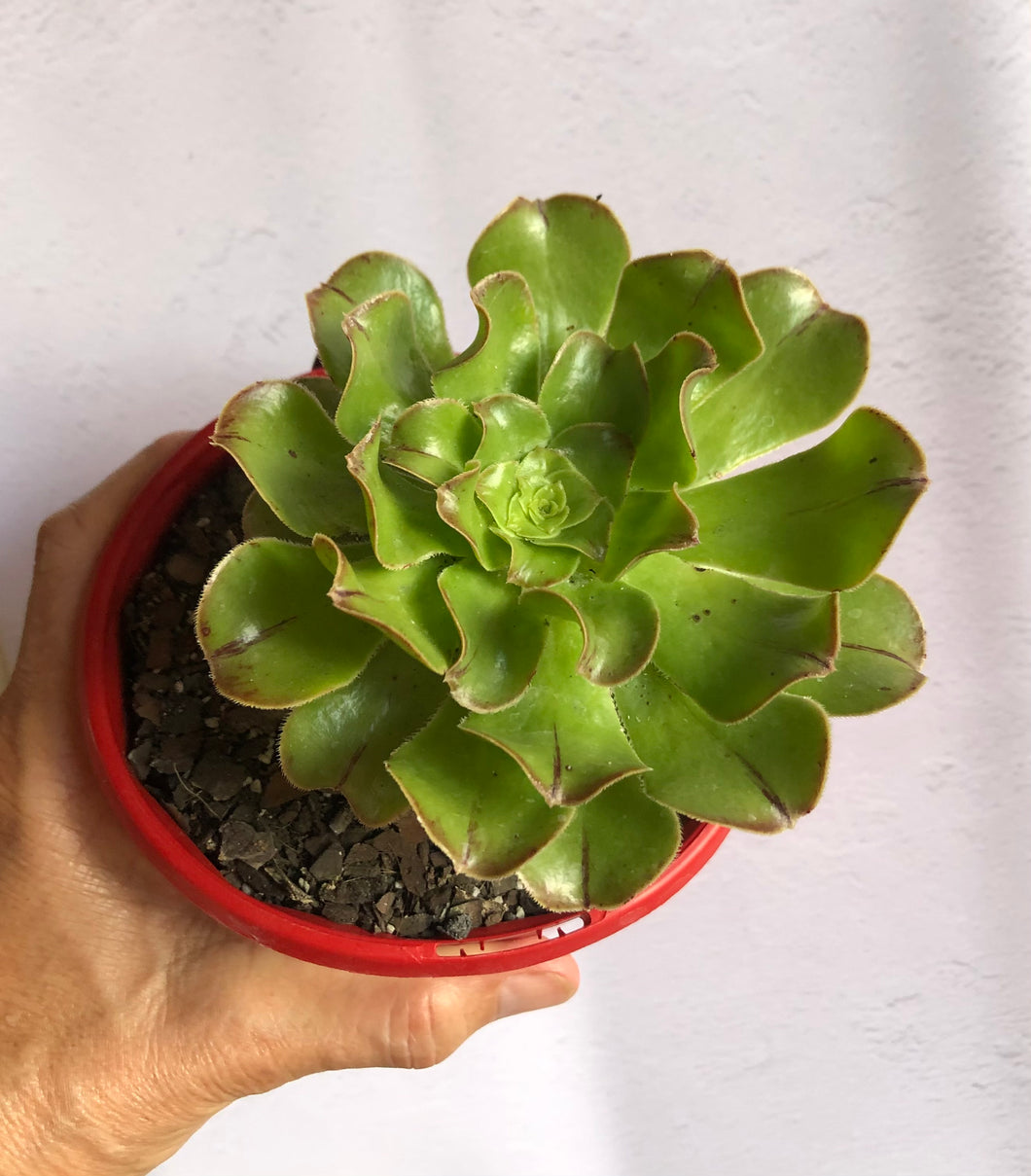 Aeonium atropurpureum Lime Green