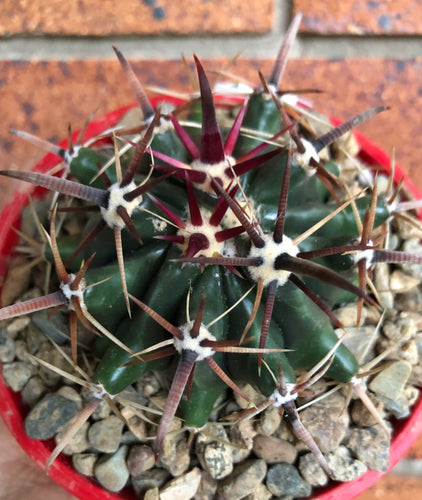 Ferocactus