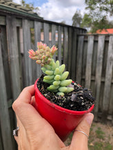 Load image into Gallery viewer, Sedum burrito Burro&#39;s tail