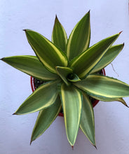 Load image into Gallery viewer, Agave desmetiana &#39;Joe Hoak&#39;