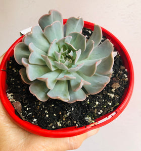 Echeveria Pinwheel Revolution