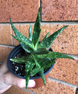 Aloe juvenna Tiger tooth aloe