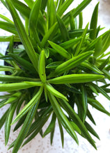 Load image into Gallery viewer, Peperomia ferreyrae
