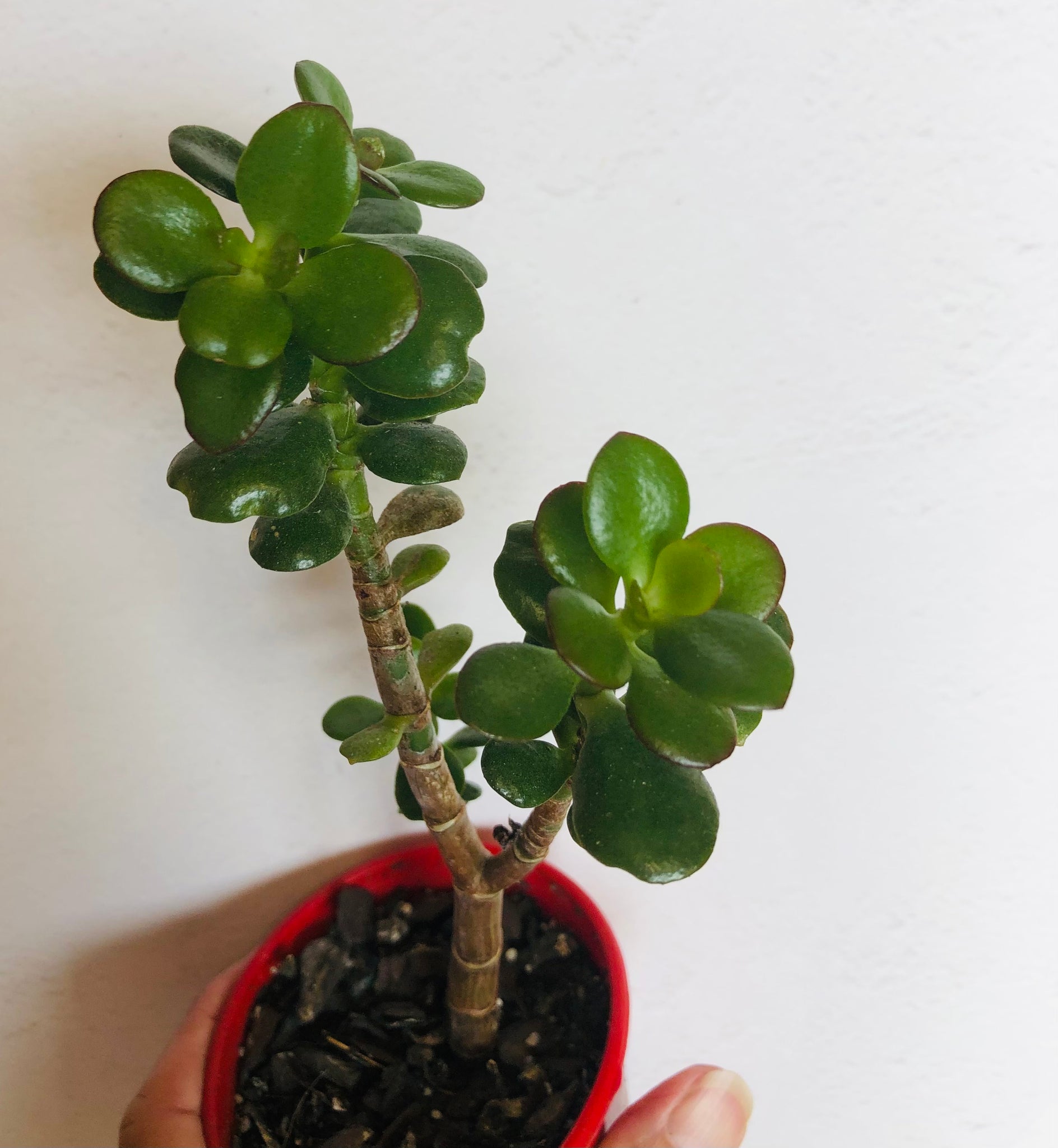 minima jade plant Crassula ovata minima – The Succulent Garden