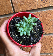 Load image into Gallery viewer, Graptopetalum pachyphyllum Bluebean