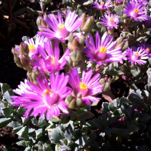 Oscularia deltoides